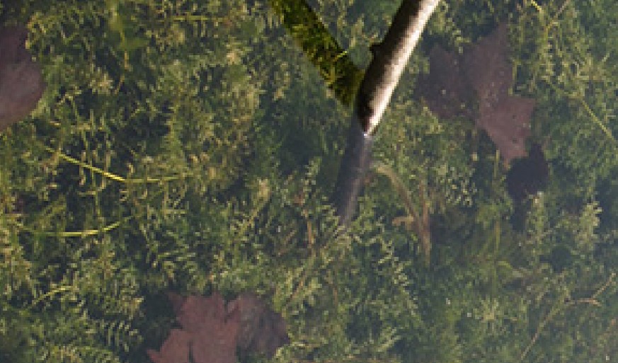 Submerged hydrilla clumps beneath clear water.