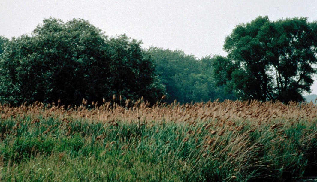 Tall phragmites stalks across a wetland edge.