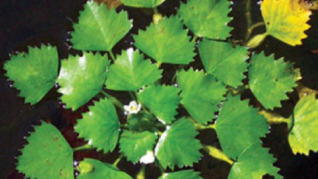Dense mats of water chestnut on a wetland surface.